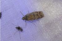 Homoeosoma sinuella