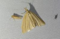 Ematheudes punctella