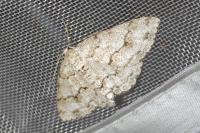 Ectropis crepuscularia