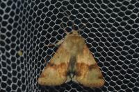 Heliothis viriplaca