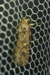 Spodoptera exigua