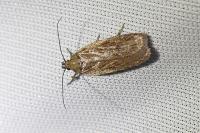 Depressaria