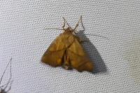 Apoda limacodes