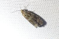 Celypha lacunana