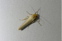 Eilema caniola