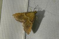 Endotricha flammealis