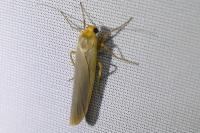 Manulea complana