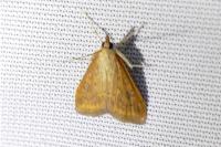 Udea ferrugalis