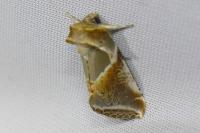 Habrosyne pyritoides