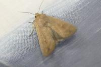 Mythimna albipuncta