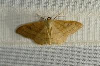 Idaea rubraria