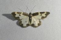 Lomaspilis marginata
