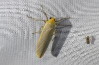 Eilema sensu lato