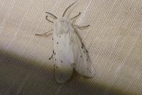 Spilosoma lubricipeda