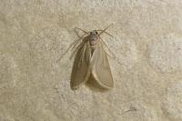 Acentria ephemerella