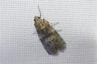 Phycita roborella
