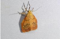 Miltochrista miniata