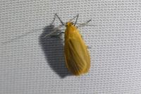 Wittia sororcula