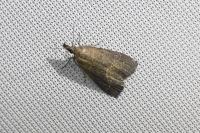 Schrankia costaestrigalis