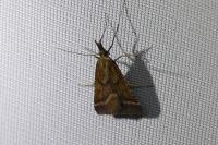 Synaphe punctalis