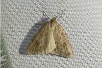 Pachycnemia hippocastanaria