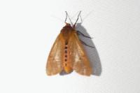 Phragmatobia fuliginosa