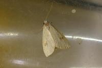 Rivula sericealis