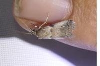 Acrobasis fallouella/glaucella