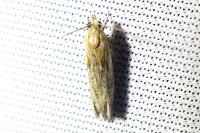 Eucosma cana