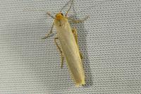 Manulea complana