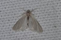 Acentria ephemerella