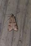 Nomophila noctuella