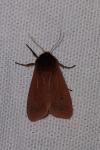 Phragmatobia fuliginosa
