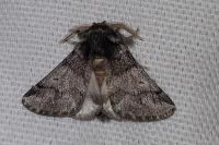 Thaumetopoea processionea