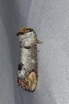 Phalera bucephala