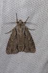 Acronicta psi/tridens