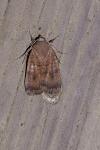 Noctua interjecta