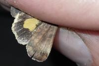 Noctua interjecta