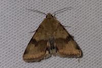 Heliothis viriplaca