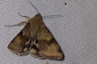 Heliothis viriplaca