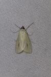Sitochroa palealis