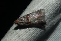 Acrobasis advenella