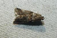 Acrobasis consociella