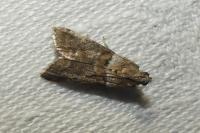 Acrobasis consociella