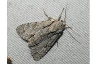 Acronicta psi