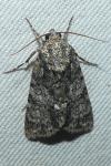 Acronicta rumicis