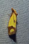Agapeta zoegana