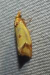 Agapeta zoegana