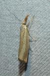 Agriphila straminella