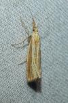 Agriphila straminella